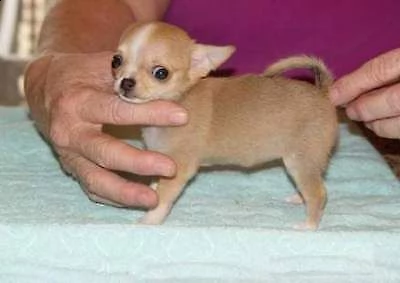 cuccioli di chihuahua toy