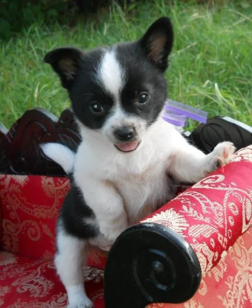 cuccioli di chihuahua