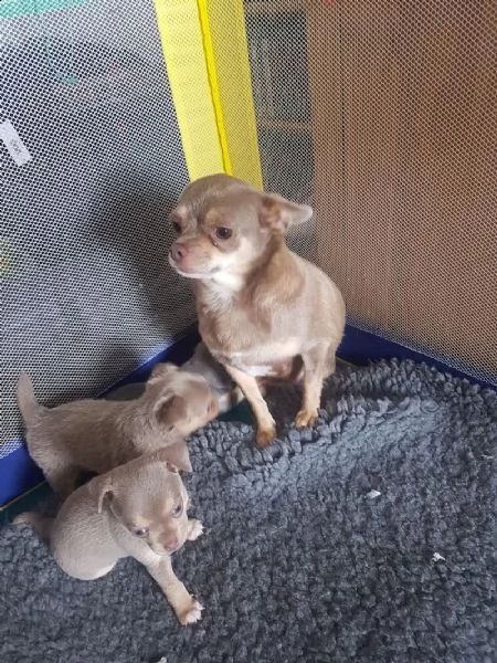 cucciolo adorabile della chihuahua