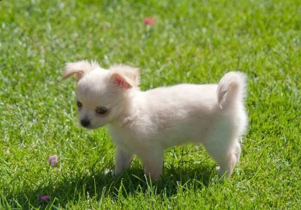  cuccioli di chihuahua