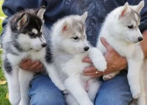 cuccioli e adulti registrati di siberian husky