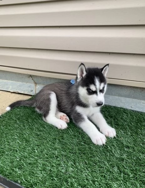  cuccioli husky siberiano tigrati con pedigree