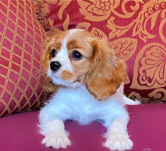 cane dolce cavalier king charles di 80gg