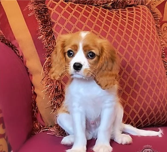 cane dolce cavalier king charles di 80gg | Foto 1