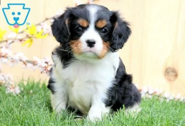cane dolce cavalier king charles di 80gg | Foto 0