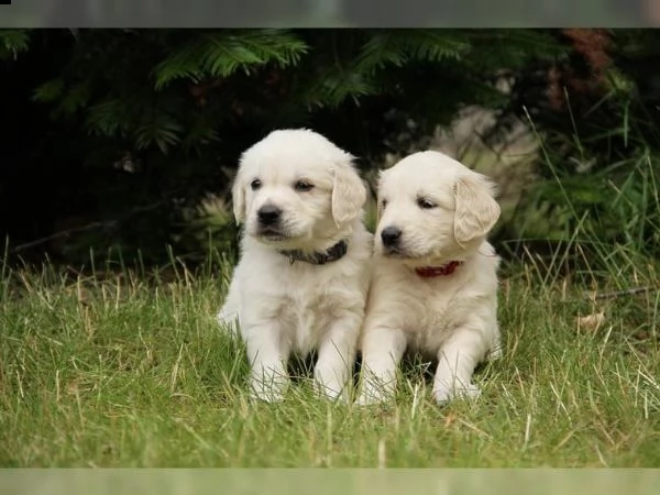 disponibili cuccioli di golden retriever con pedigree enci  | Foto 1