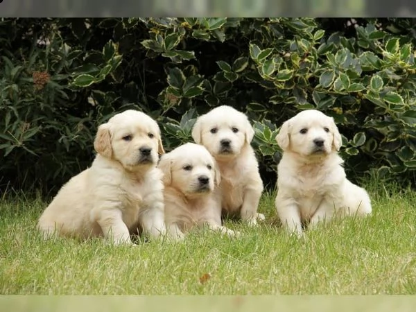 disponibili cuccioli di golden retriever con pedigree enci 