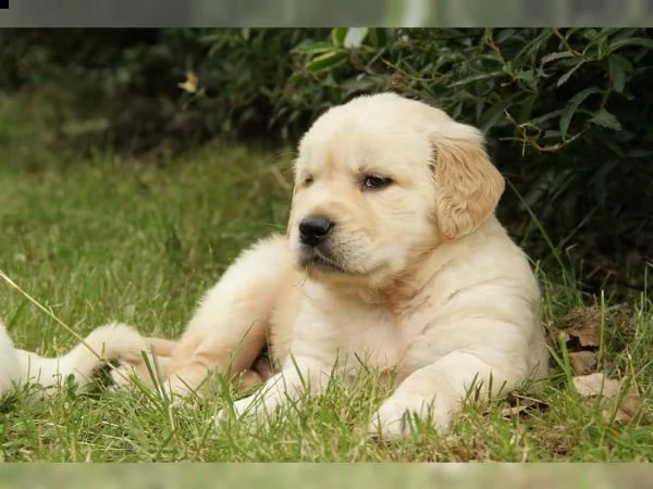 disponibili cuccioli di golden retriever con pedigree enci  | Foto 0