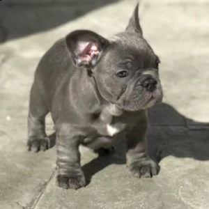 affascinanti cuccioli bulldog francese in vendita | Foto 2