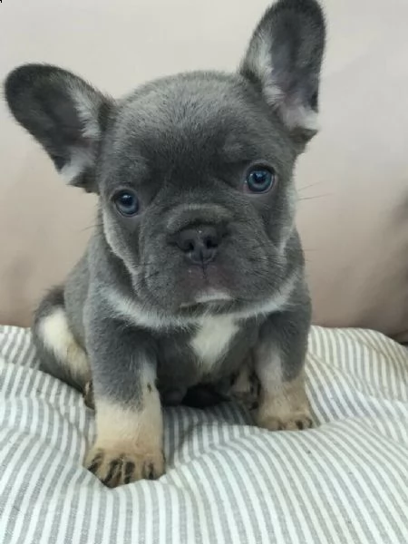 affascinanti cuccioli bulldog francese in vendita | Foto 0