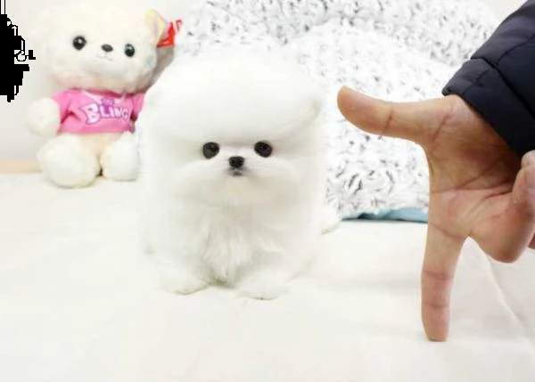 pomerania
