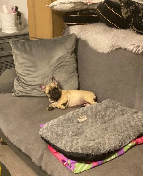 cuccioli affettuosi del bulldog francese pronti