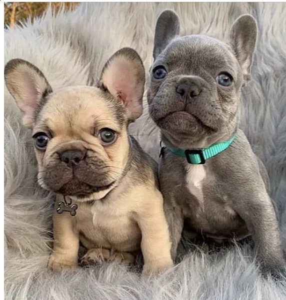 cuccioli di razza bulldog francese per famiglie amorevoli