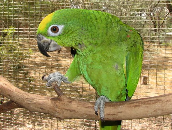 pappagalli amazone che sono pronti per un nuovo amante dei pappagalli come maestro abbiamo pappagal