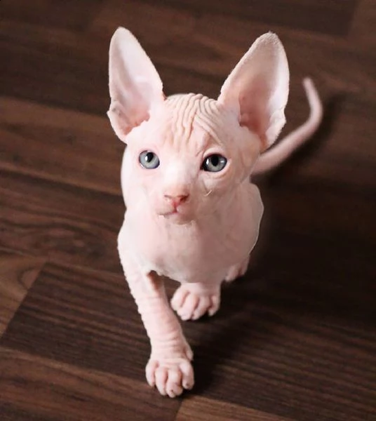 caratteristiche dei gattini sphinx   sono entrambi molto affettuosi socievoli e dovrebbero andare 