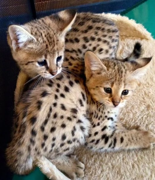 ciao abbiamo gattini di savannah in cerca di una casa amorevole il ragazzo egrave un tipo di or