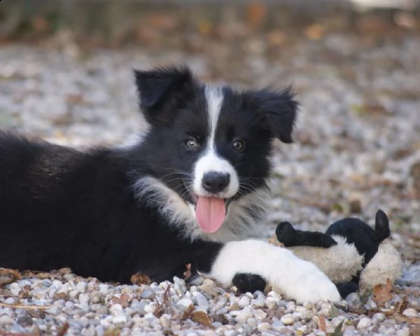 vendita cucciolo cuccioli border collie | Foto 0
