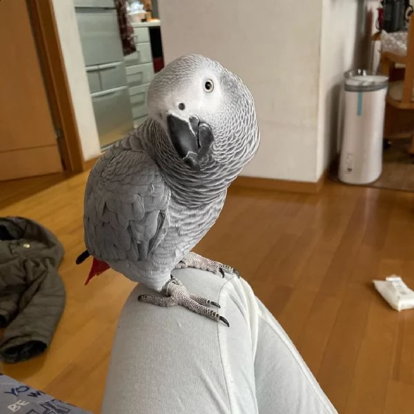 questi pappagalli grigi africani in vendita sono splendidi uccelli da compagnia da compagnia i papp