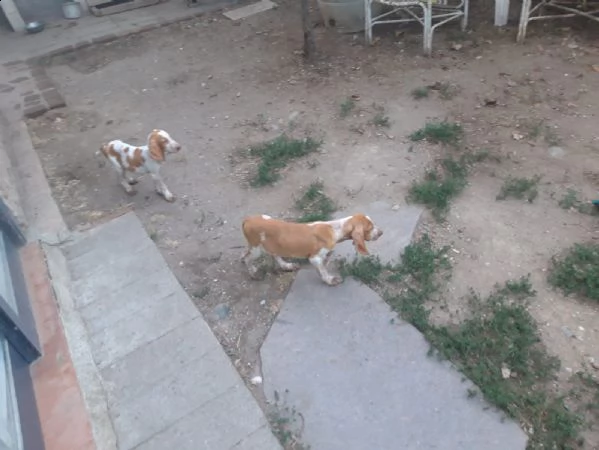 cuccioli di bracco italiano | Foto 2