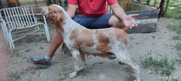 cuccioli di bracco italiano | Foto 1