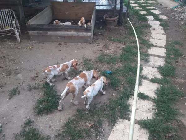 cuccioli di bracco italiano