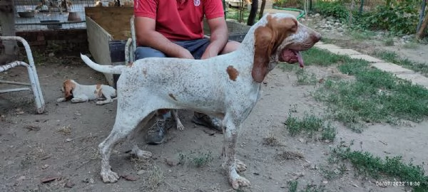 cuccioli di bracco italiano | Foto 0