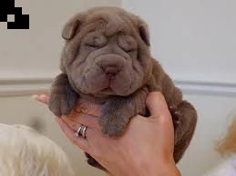 adorabili cuccioli di shar pei in vendita