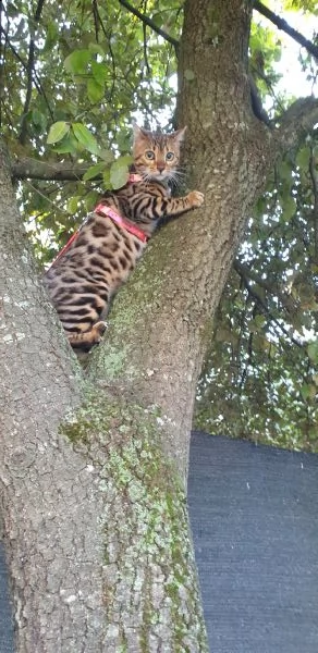 vendo gatti del bengala cuccioli figli di campioni | Foto 3