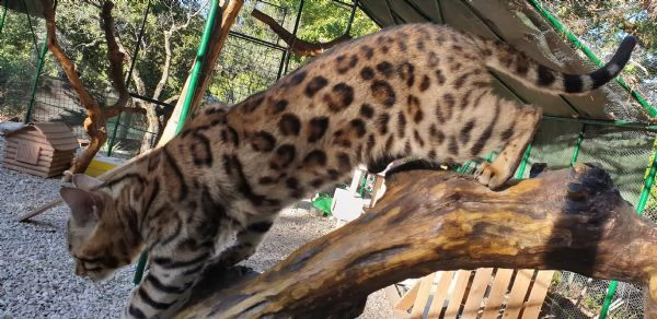 vendo gatti del bengala cuccioli figli di campioni | Foto 2