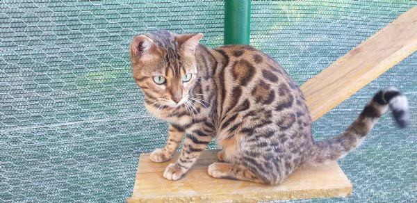 vendo gatti del bengala cuccioli figli di campioni | Foto 1