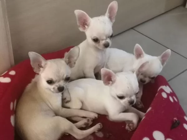 chihuahua cuccioli  | Foto 1