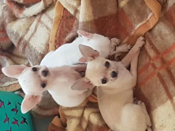 chihuahua cuccioli  | Foto 0