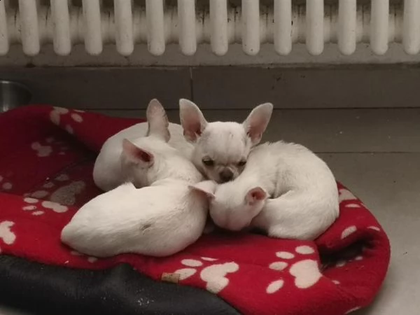 chihuahua cuccioli 