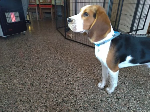 beagle con pedigree cerca fidanzata