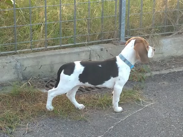beagle con pedigree cerca fidanzata | Foto 1