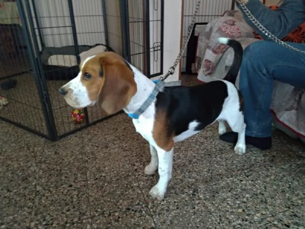 beagle con pedigree cerca fidanzata | Foto 0