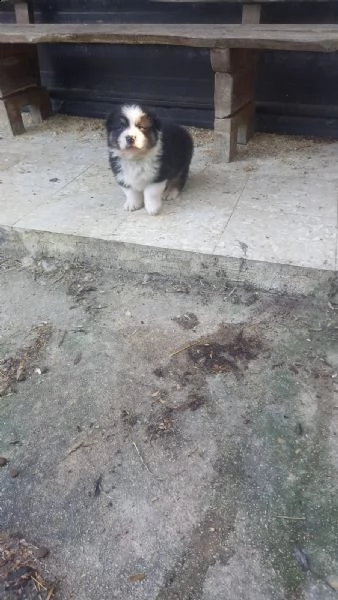 cucciolo pastore australiano | Foto 1