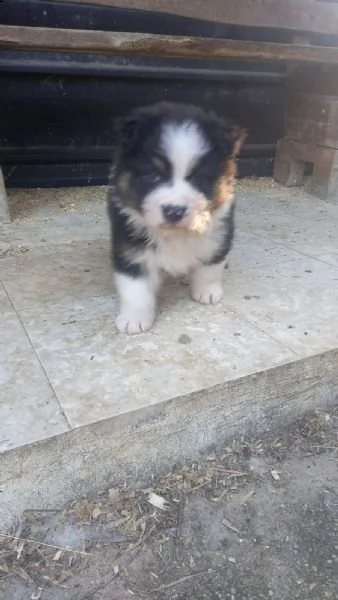 cucciolo pastore australiano | Foto 0