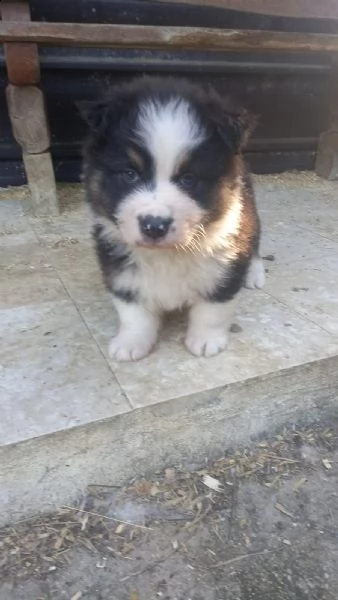 cucciolo pastore australiano