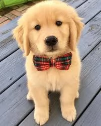 cuccioli golden retriever registrati 