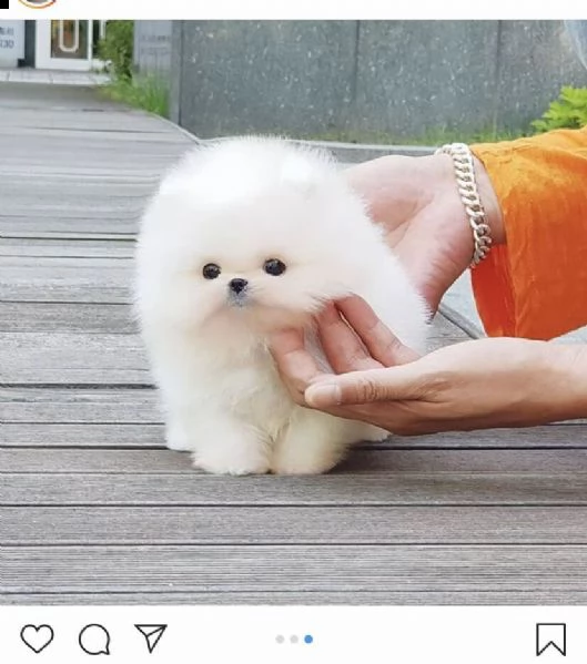 volpino spitz pomerania toy