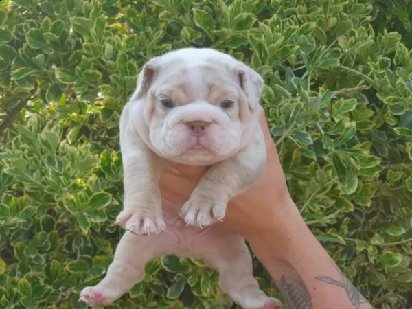 bulldog inglese di 60gg