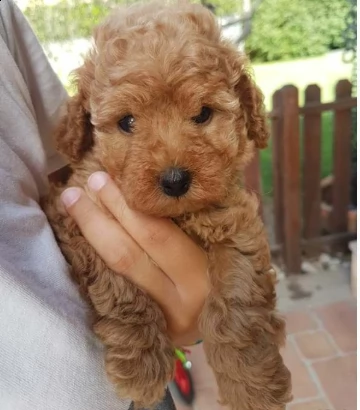  barboncino toy 2 mesi