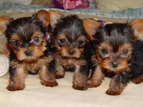 cuccioli yorkie carino e adorabile teacup