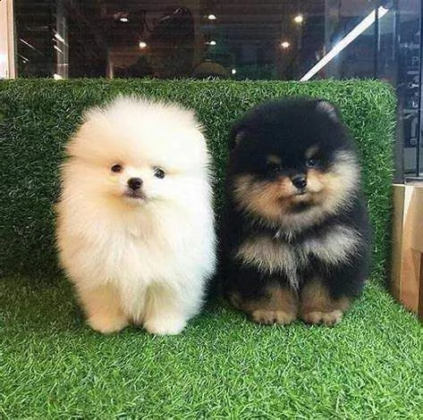  cuccioletto di spitz 