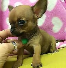  cuccioletto di chuwawa ipertipico 