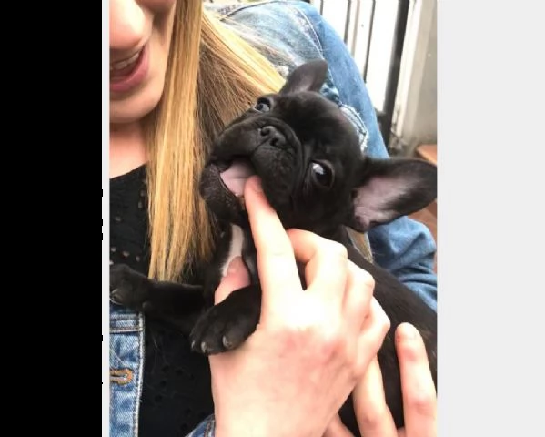  cucciolo di bulldog  bouledogue francese | Foto 1