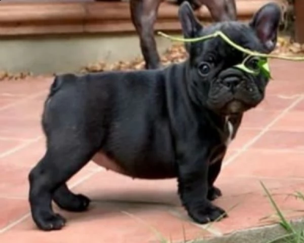  cucciolo di bulldog  bouledogue francese