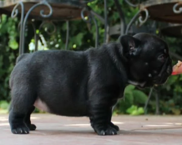  cucciolo di bulldog  bouledogue francese | Foto 0