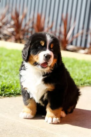 cuccioli di bovaro del bernese  siamo urgentemente alla ricerca di una nuova casa per i nostri cucci